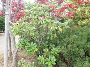 ハクサンシャクナゲ　全体